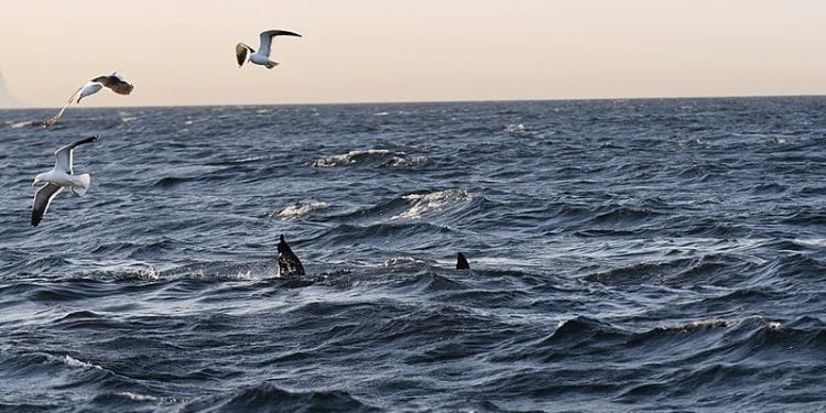 Nowy Jork: Rekiny zaatakowały dzieci. Nie było tego od 70 lat