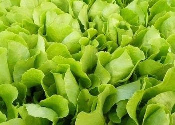 Anglia: Weganka znalazła w sałacie żabę. „Byłam zszokowana” [WIDEO]