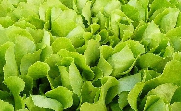 Anglia: Weganka znalazła w sałacie żabę. „Byłam zszokowana” [WIDEO]