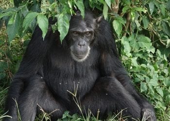 Roztocze: Trwają poszukiwania szympansa, który uciekł z zoo. Może być niebezpieczny dla ludzi