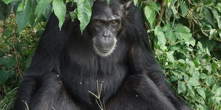 Roztocze: Trwają poszukiwania szympansa, który uciekł z zoo. Może być niebezpieczny dla ludzi