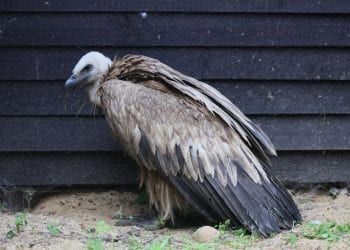 Leśniczy z Płocka przeżył szok. Znalazł ptaka, którego ostatni raz widziano w Polsce… sto lat temu [FOTO]