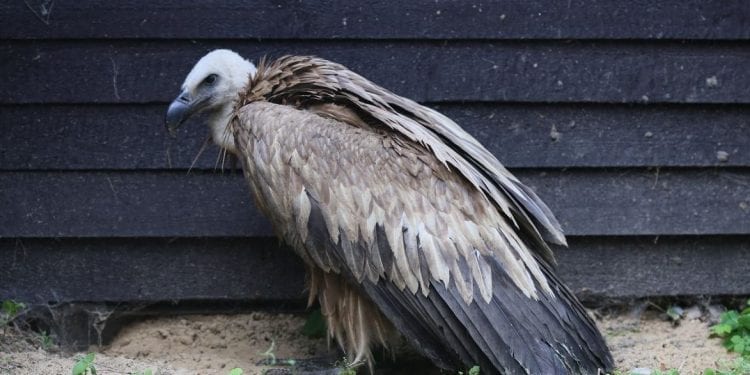 Leśniczy z Płocka przeżył szok. Znalazł ptaka, którego ostatni raz widziano w Polsce… sto lat temu [FOTO]