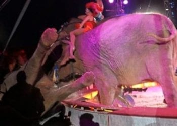 Słoń w cyrku wpadł w publiczność. Jeden mężczyzna ranny