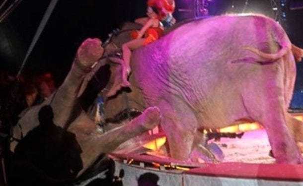 Słoń w cyrku wpadł w publiczność. Jeden mężczyzna ranny