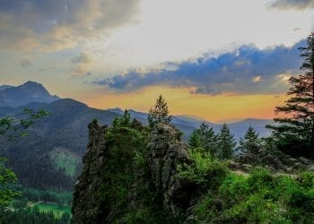 Dlaczego rośliny są zielone? Naukowiec wyjaśnia problem