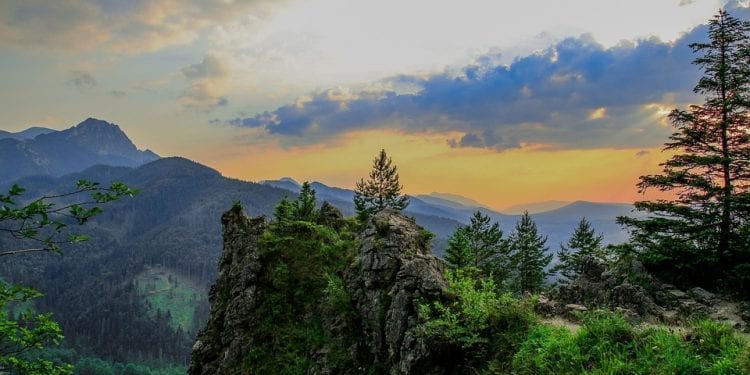 Dlaczego rośliny są zielone? Naukowiec wyjaśnia problem