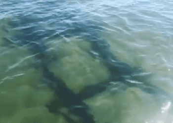 Zadziwiające odkrycie nad Bałtykiem. Dokąd prowadziły podwodne tory? [WIDEO]