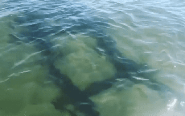 Zadziwiające odkrycie nad Bałtykiem. Dokąd prowadziły podwodne tory? [WIDEO]