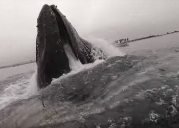 Gigantyczny humbak wynurzył się tuż obok kajakarza. Jest nagranie! [WIDEO]