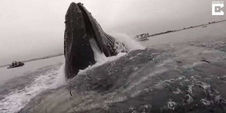 Gigantyczny humbak wynurzył się tuż obok kajakarza. Jest nagranie! [WIDEO]