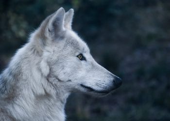 Lubelskie: Wilki rozszarpały psa podczas spaceru [WIDEO]