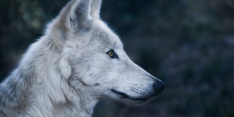 Lubelskie: Wilki rozszarpały psa podczas spaceru [WIDEO]