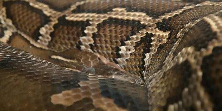 Mężczyzna przeżył szok. Poszedł na ryby i… zobaczył gigantycznego węża. Policja podjęła próbę wyłowienia gada!