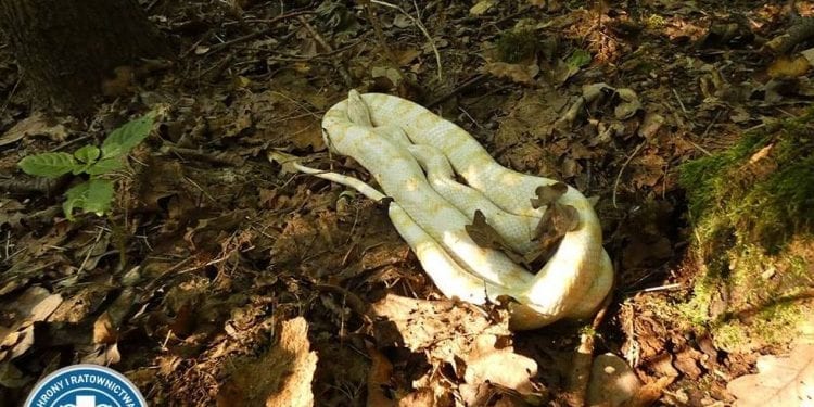 Warszawa: podczas spaceru spotkali… egzotycznego węża. „Nie mamy wiedzy czy gad jest ofiarą wakacyjnych wyjazdów, czy może komuś uciekł”