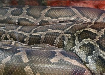 Świadek widział jak mężczyźni wyrzucają węża nad Wisłą. Pokazano również nowe ślady gigantycznego pytona [FOTO]