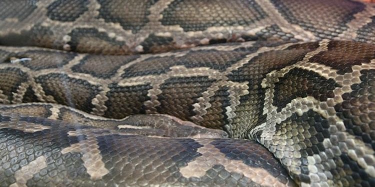 Świadek widział jak mężczyźni wyrzucają węża nad Wisłą. Pokazano również nowe ślady gigantycznego pytona [FOTO]