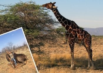 Łowczyni trofeów „chwali się” zdjęciem z upolowaną przez siebie czarną żyrafą. Wzbudziła wściekłość internautów [FOTO]