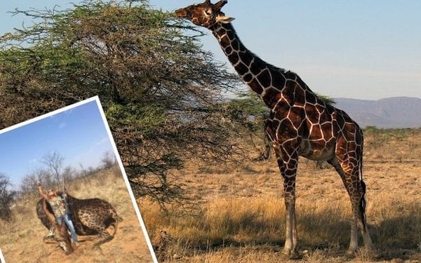 Łowczyni trofeów „chwali się” zdjęciem z upolowaną przez siebie czarną żyrafą. Wzbudziła wściekłość internautów [FOTO]