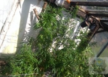 Miał plantację konopi w ogródku. Policja znalazła 100 krzaków