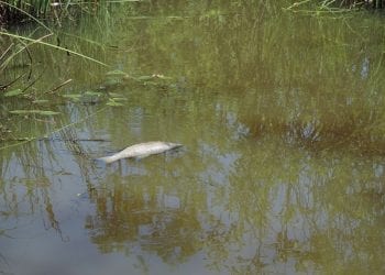 Małopolska: Tysiące martwych ryb w rzece. „To nie przypadek. Woda w rzece została skażona”