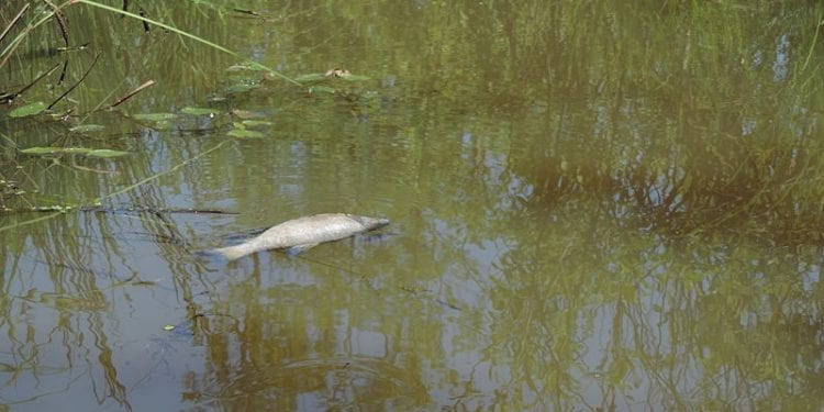 Małopolska: Tysiące martwych ryb w rzece. „To nie przypadek. Woda w rzece została skażona”