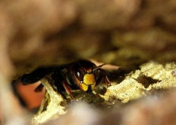 Główny Inspektorat Sanitarny ostrzega przed użądleniami. Co zrobić, kiedy owad zaatakuje?