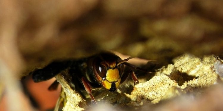 Główny Inspektorat Sanitarny ostrzega przed użądleniami. Co zrobić, kiedy owad zaatakuje?
