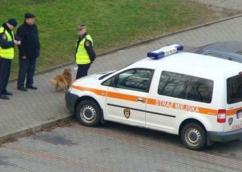 Straż Miejska definitywnie zniknie z polskich miast? „Jest odbierana jako instytucja zajmująca się gnębieniem Polaków”