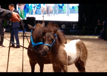 Kontrowersyjne zachowanie prezesa stadniny koni. Kopnął operatora TVN? „Nie bądź taki szybki”