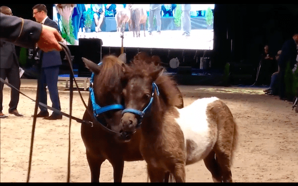 Kontrowersyjne zachowanie prezesa stadniny koni. Kopnął operatora TVN? „Nie bądź taki szybki”
