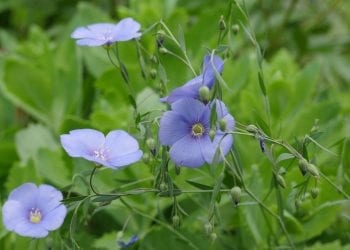 Alternatywa dla GMO? Wrocławscy naukowcy już nad tym pracują