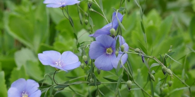 Alternatywa dla GMO? Wrocławscy naukowcy już nad tym pracują