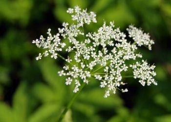 Upały i słońce potęgują szkodliwość barszczu Sosnowskiego. „Kontakt jest bardzo niebezpieczny”