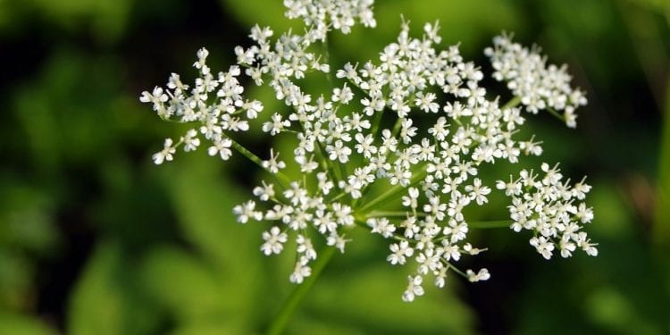 Upały i słońce potęgują szkodliwość barszczu Sosnowskiego. „Kontakt jest bardzo niebezpieczny”