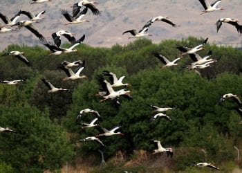 W tym roku bociany opuściły Polskę dwa tygodnie wcześniej, niż zwykle. Dlaczego?