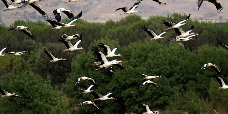 W tym roku bociany opuściły Polskę dwa tygodnie wcześniej, niż zwykle. Dlaczego?