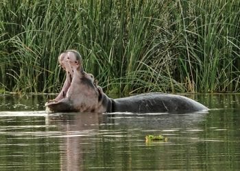 Kenia: Hipopotam zabił turystę z Chin. Próbował zrobić zdjęcie