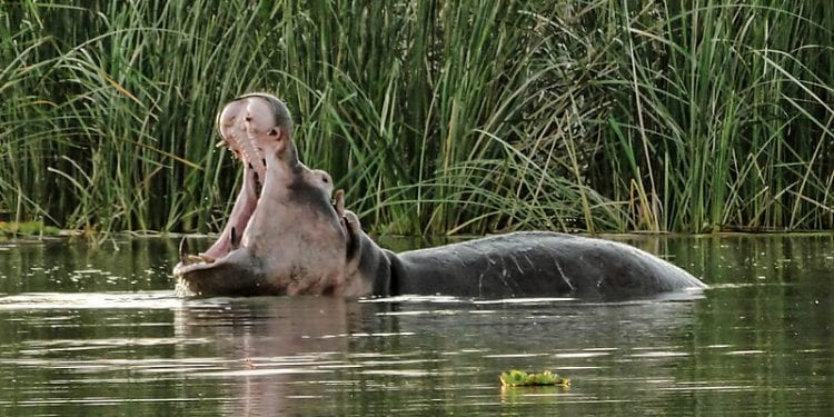 Kenia: Hipopotam zabił turystę z Chin. Próbował zrobić zdjęcie