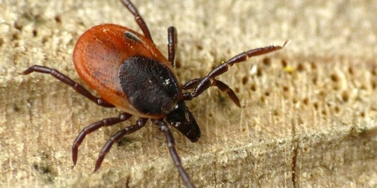 Niemcy: Pojawiły się ogromne kleszcze. Eksperci ostrzegają przed śmiertelnymi chorobami