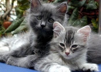 Nowa Zelandia: Będzie zakaz posiadania kotów? Zagrażają innym gatunkom