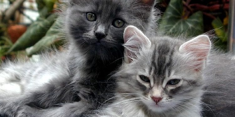 Nowa Zelandia: Będzie zakaz posiadania kotów? Zagrażają innym gatunkom