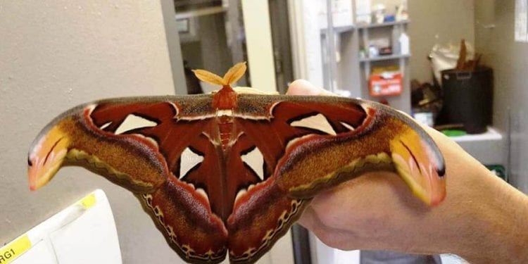 Wielka ćma z Azji wykluła się w Warszawie. Myśleli, że to kwiatek