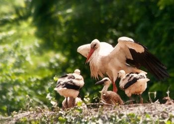 Przyrodnicy apelują do kierowców: Uważajcie na młode bociany