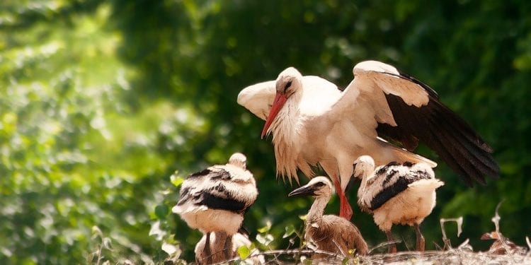 Przyrodnicy apelują do kierowców: Uważajcie na młode bociany
