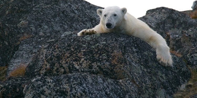 Co jedzą zwierzęta w zoo w upalne dni? W menu m.in. lody z owocami