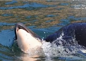 Poruszające zachowanie orki. Przez 17 dni opiekowała się swoim martwym młodym [WIDEO]