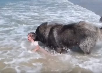 Pies wyciągnął dziewczynkę z morza. Myślał, że tonie [WIDEO]