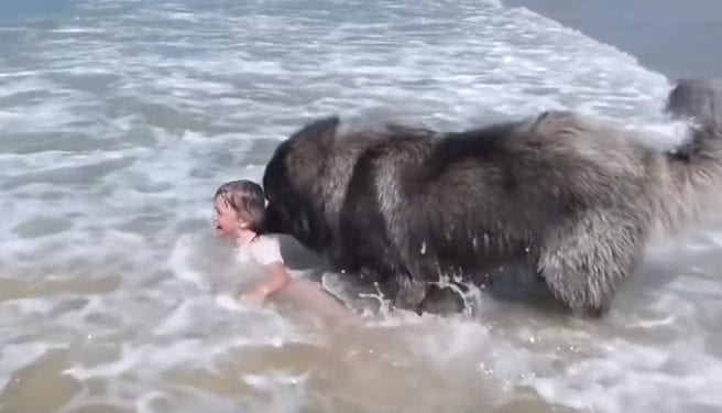 Pies wyciągnął dziewczynkę z morza. Myślał, że tonie [WIDEO]