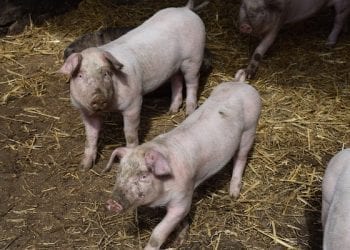 Ukraina wprowadza embargo na wieprzowinę z Polski. Wszystko z powodu ASF